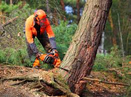 Best Tree Maintenance Programs  in Lyndhurst, OH